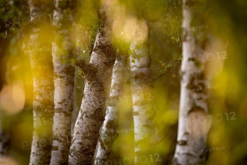 Birch stems through yellow leaves, birch (Betula), forest, Sweden