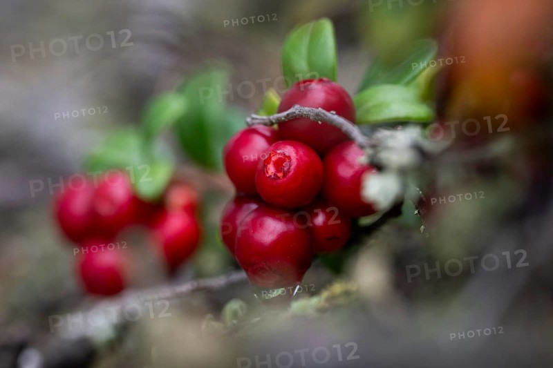 Ripe red shiny cranberries (Vaccinium vitis-idaea), forest, Sweden