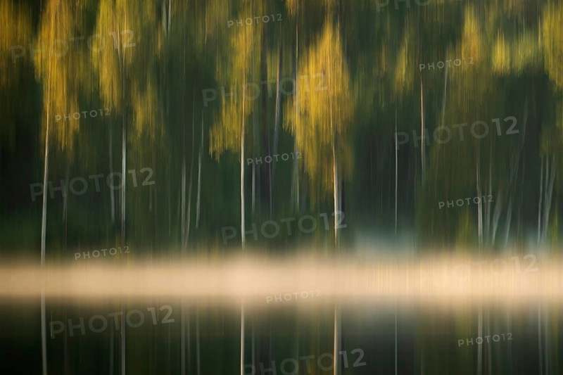 Rising fog, birch trees, lakeside, lake, forest, wipe, near Sunne, Sweden