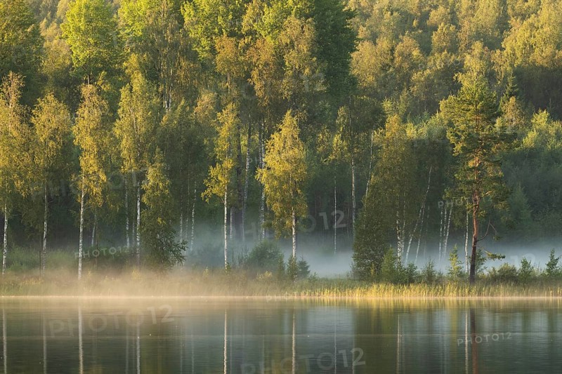 Rising fog, birch trees, lakeside, lake, surrounded by forest, near Sunne, Sweden