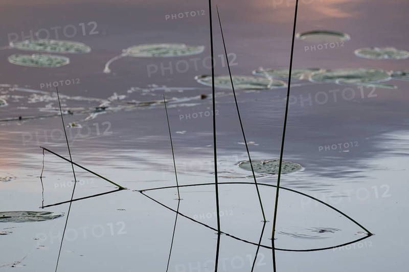 Seagrass is reflected on still water surface, lake, near Sunne, Sweden