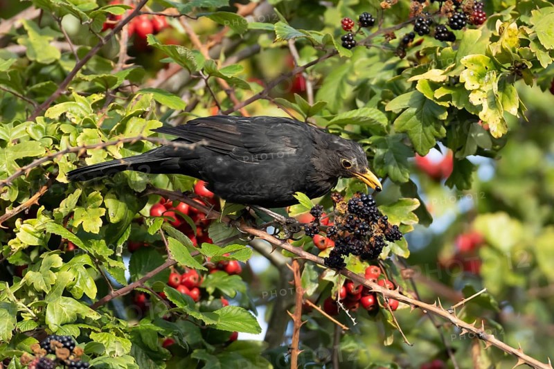 Eurasian blackbird (Turdus merula) adult male bird feeding on a blackberry in a hedgerow in the summer, England, United Kingdom