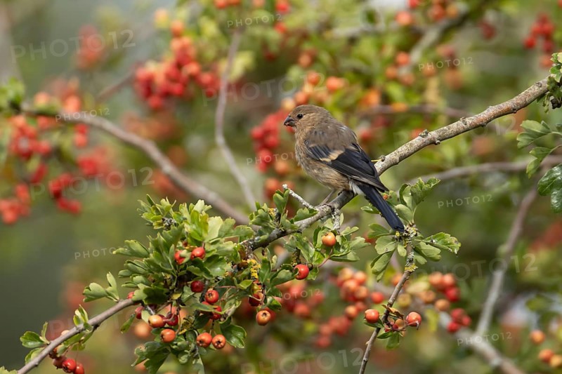 Eurasian bullfinch (Pyrrhula pyrrhula) juvenile bird in a hawthorn hedgerow with red berries in summer, England, United Kingdom