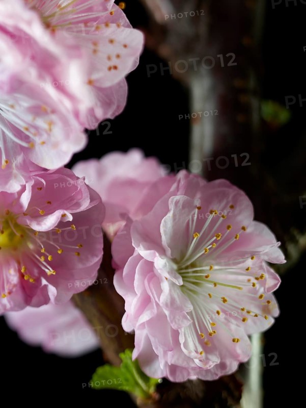 Almond branch with flowers (Prunus triloba) against a black background