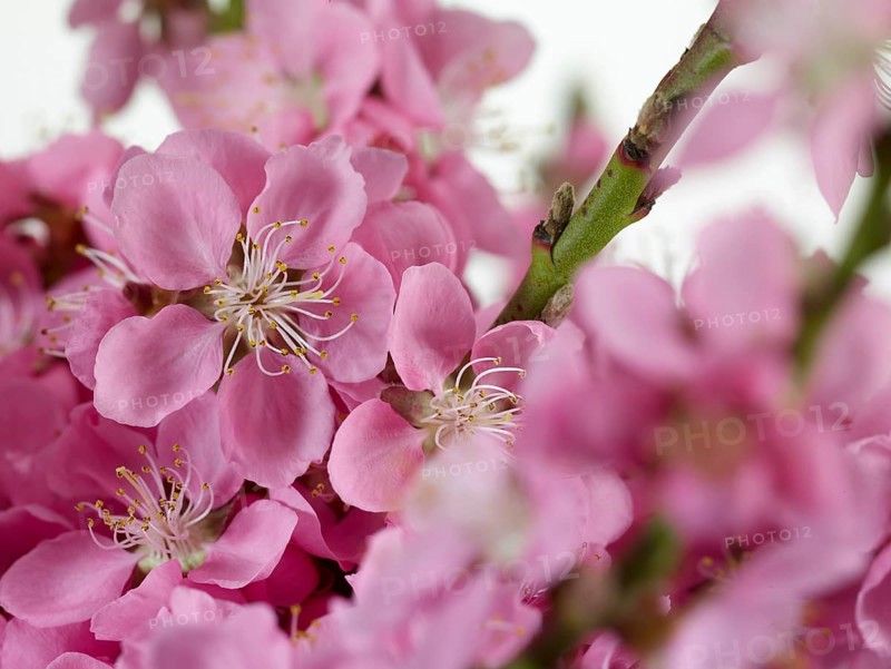 Nectarine flowers (Prunus persica var. nucipersica)
