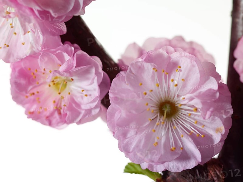 Almond branch with flowers (Prunus triloba) against white background