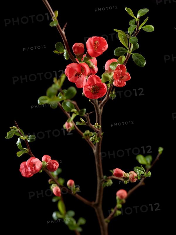 Quince branch with flowers (Cydonia oblonga) against black background