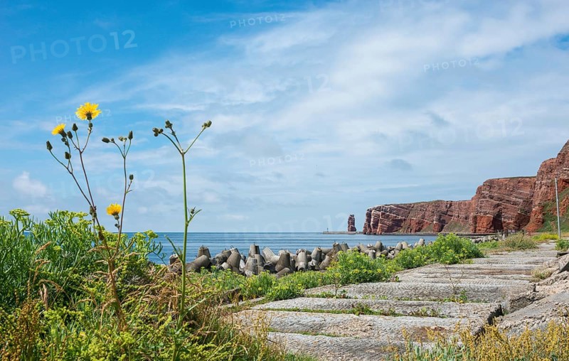 Wide, sunny coastline with concrete tetrapods by the sea, coastal protection, paved coastal strip with sea fennel (Crithmum maritimum), Jacob's ragwort (Senecio jacobaen, Syn. Senecio jacobaea), also ragwort, Jacobskraut, and bedstraw (Gallium verum), blooming, red cliffs, Lange Anna in the background, rock layers, red sandstone, surf pillars, wide angle, blue sky, clouds, sea, horizon, high-sea island Heligoland, North Sea, Pinneberg district, Schleswig-Holstein, Germany