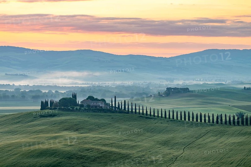 Poggio Covili estate with cypress alley (Cupressus) at sunrise, near San Quirico d'Orcia, Val d'Orcia, Siena Province, Tuscany, Italy