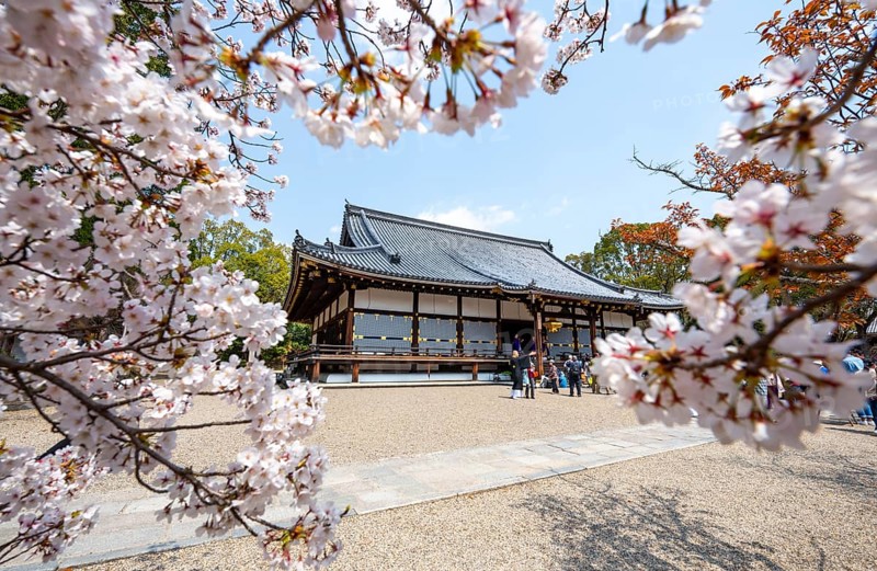 Blooming cherry trees, Kondo main hall of Ninna-ji Temple, Buddhist temple complex, Kyoto, Japan
