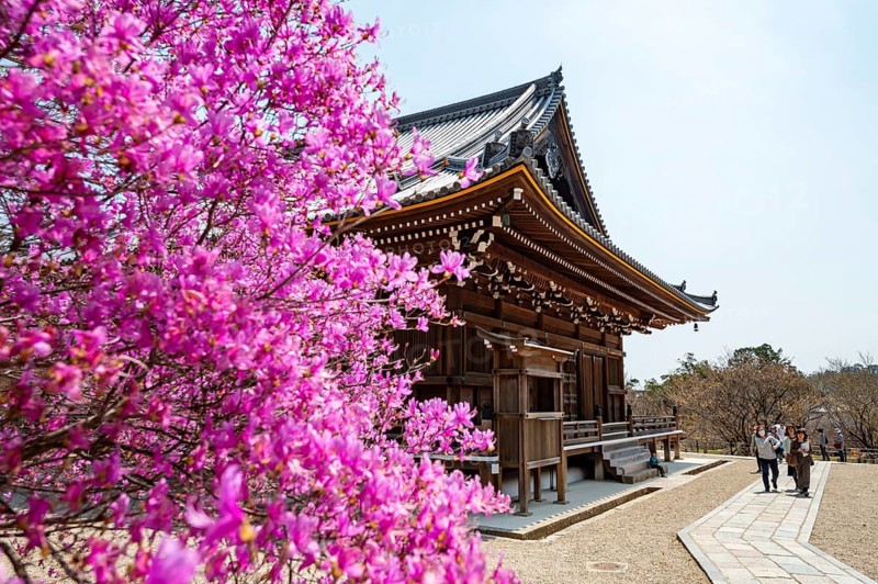 Kannondo of Ninna-ji Temple, purple blooming bush in spring, Buddhist temple complex, Kyoto, Japan