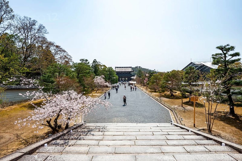 Wide path with blooming cherry trees, Niomon Gate of Ninna-ji Temple in the back, Buddhist temple complex, Kyoto, Japan