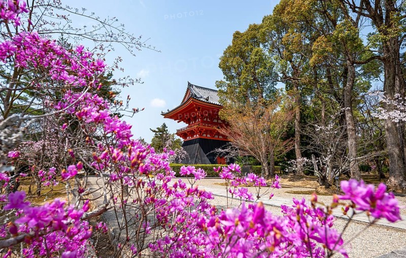Purple blooming tree in spring with Shoro bell tower, Ninna-ji Temple, Buddhist temple complex, Kyoto, Japan