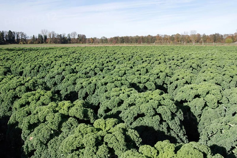 Kale (Brassica oleracea var. sabellica), cultivation, field, food, autumn, Germany