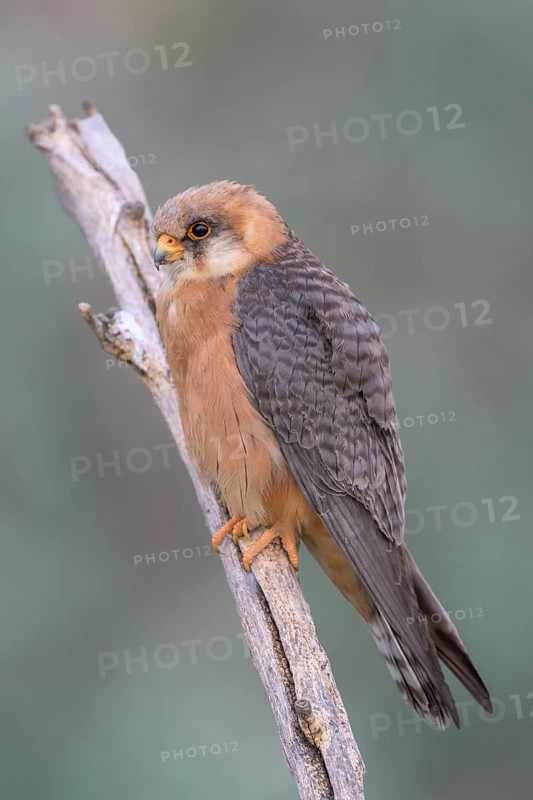 Red-footed falcon (Falco vespertinus), adult female sitting, Kiskunság National Park, Hungary