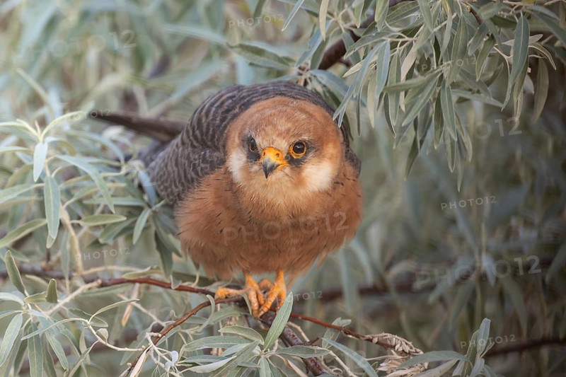 Red-footed falcon (Falco vespertinus), adult female sitting in a willow bush, Kiskunság National Park, Hungary