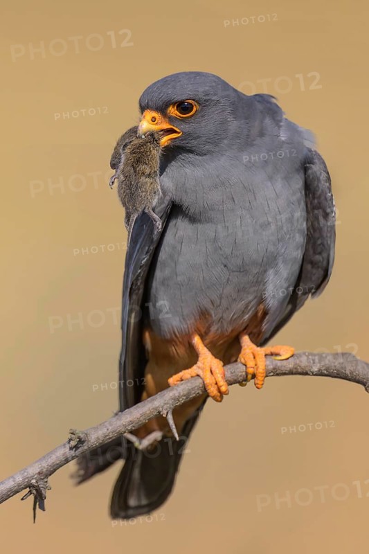 Red-footed falcon (Falco vespertinus), adult male sitting with a captured mouse, Kiskunság National Park, Hungary