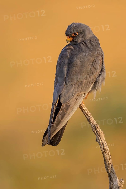 Red-footed falcon (Falco vespertinus), male sitting in the first morning light, Kiskunság National Park, Hungary