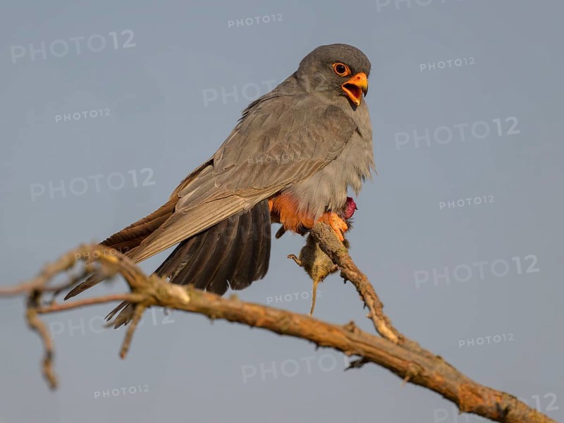 Red-footed falcon (Falco vespertinus), adult male sitting with a captured mouse, Kiskunság National Park, Hungary
