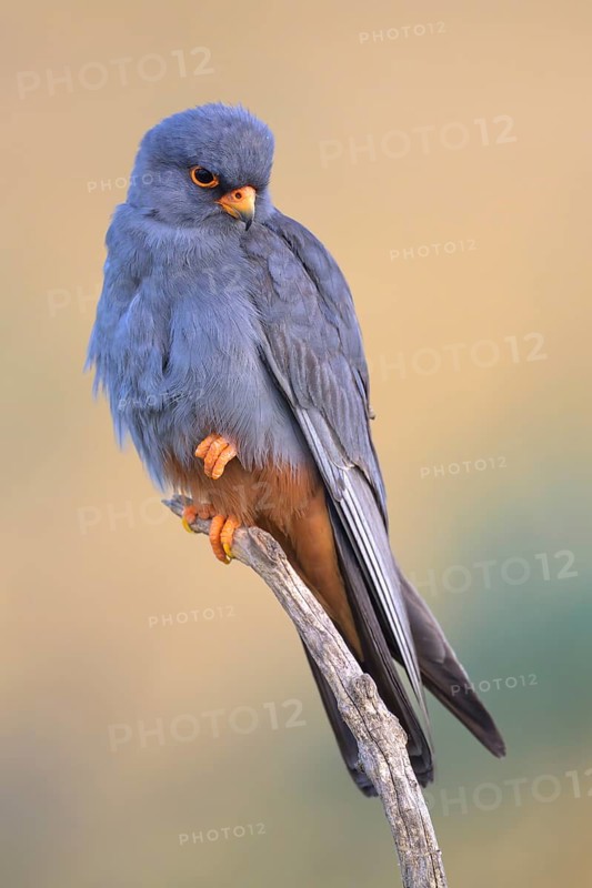 Red-footed falcon (Falco vespertinus), adult male sitting, Kiskunság National Park, Hungary