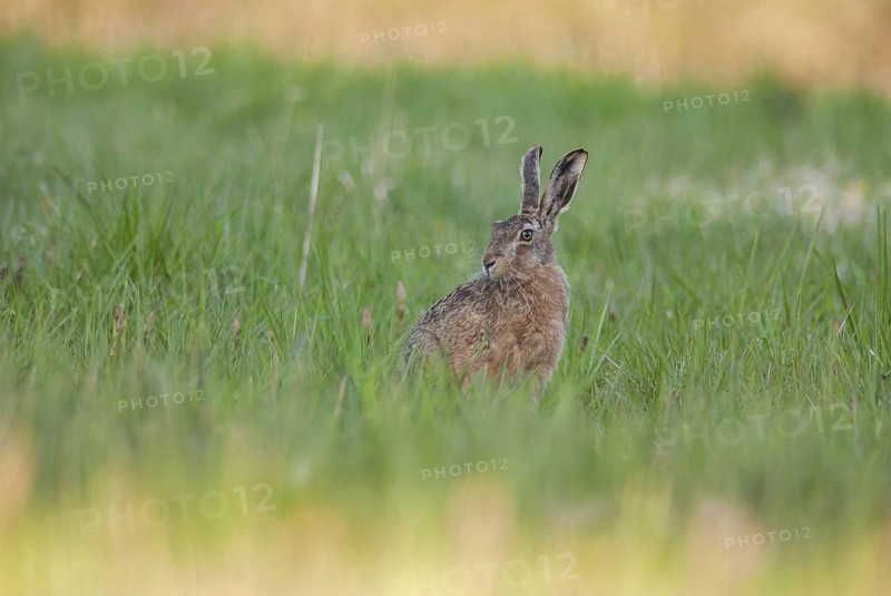 Brown hare sitting in grass contemplates surroundings. Bas Rhin, Alsace, France