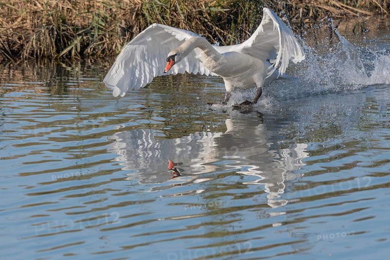 White swan floats away from the water surface and flaps its wings. Splashes create waves on water, reflection visible under swan. Bas rhin, Alsace, Grand Est, France