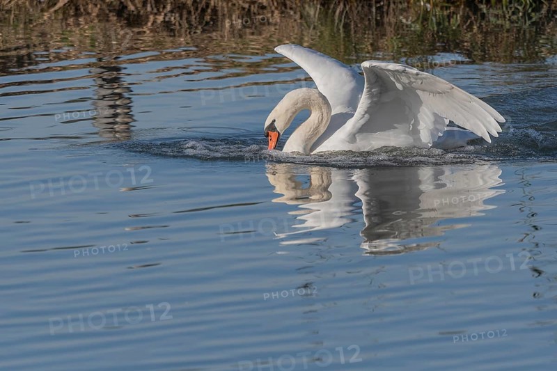 Swan swims casually on a pond at sunrise in winter. Bas rhin, Alsace, Grand Est, France