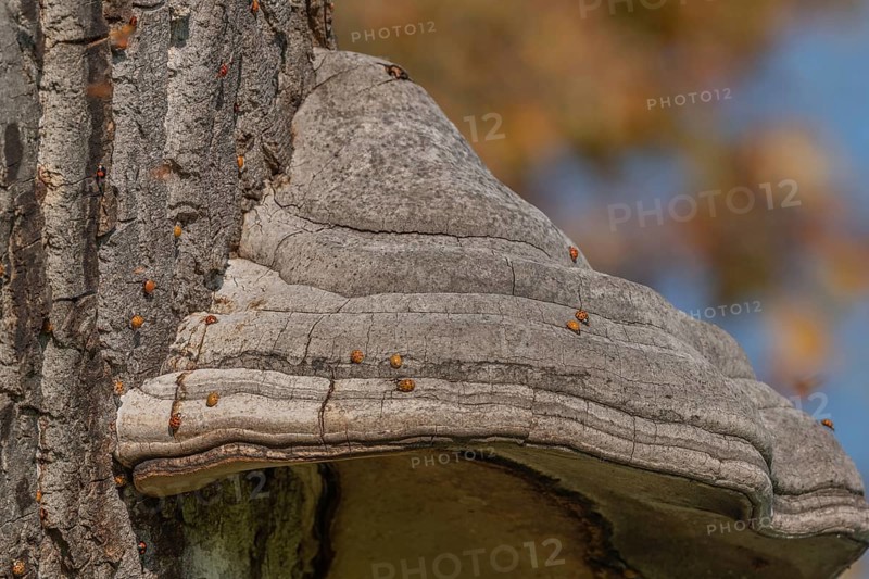 Mushroom grows on the bark of an old tree in a green forest. The sun shines through the leaves and creates a peaceful atmosphere. Invasion of the Asian Ladybugs