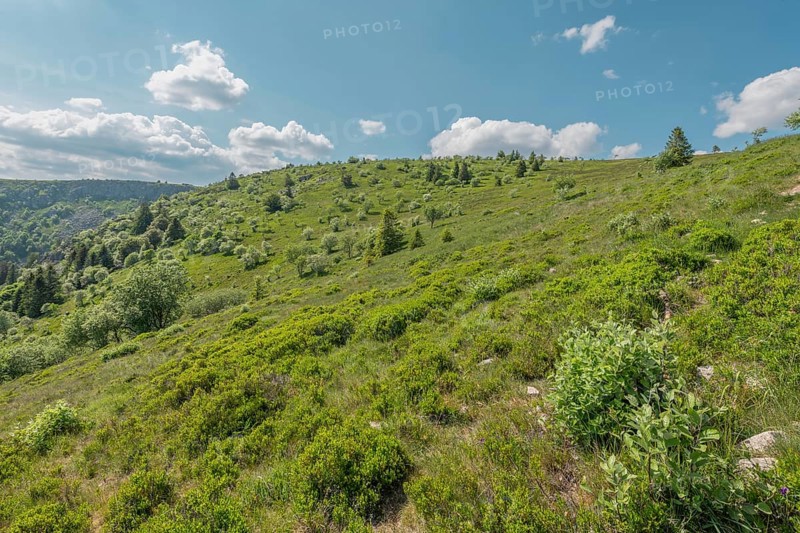 A green hill appears under a blue sky strewn with clouds. Nature is lush, with scattered shrubs and trees. It is a sunny day in spring. Upper Rhine, Vosges, Alsace, France