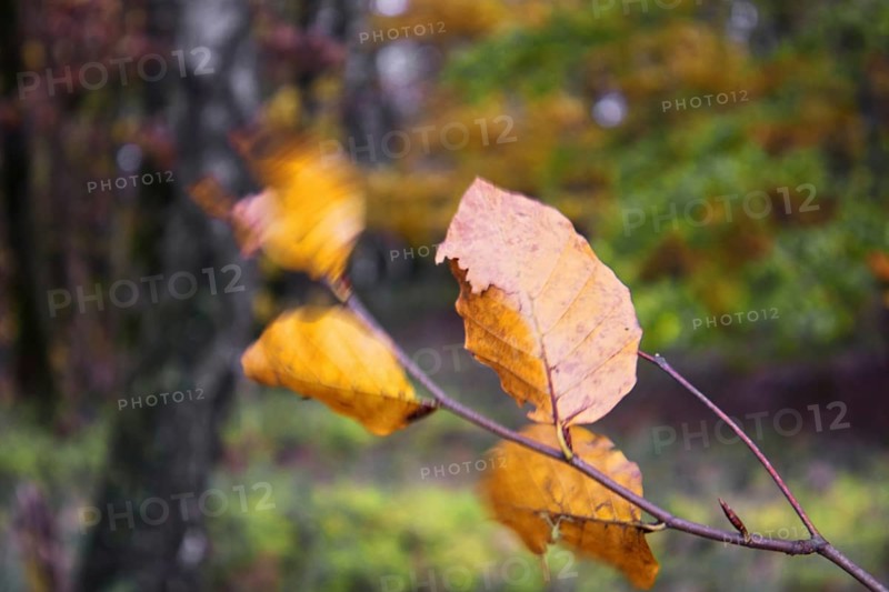Branch with yellow autumn leaves, blurred background and light wind, Kreuztal Siegerland