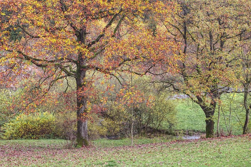 Two trees with strong autumn leaves in a natural environment, Siegen