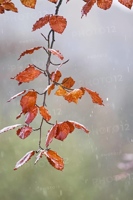 Red leaves on a thin branch in the rain against a blurred backdrop, Siegen