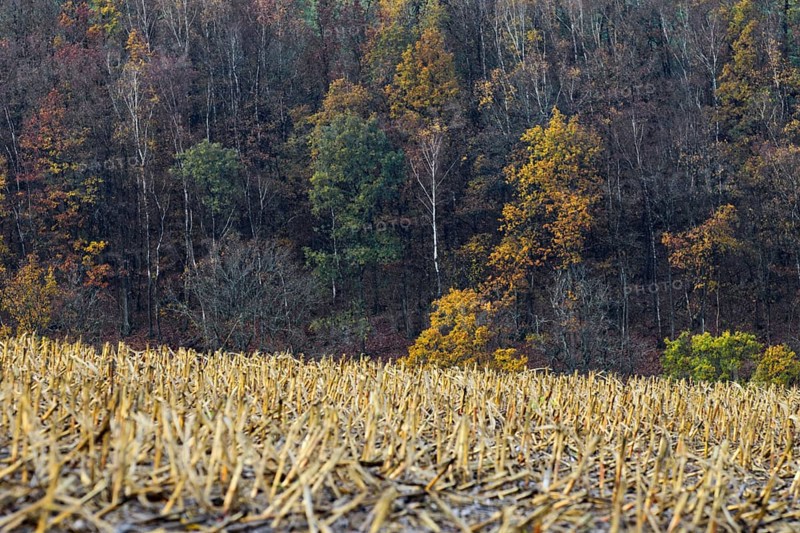 Bare trees in the forest with strong color contrast with dried straw fields in the foreground, Kreuztal Siegerland