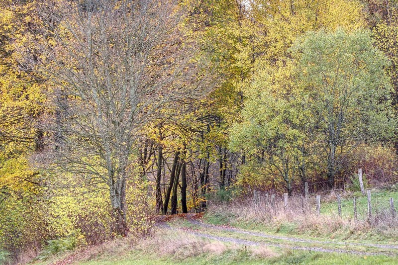Trail leads through an autumnal forest with bright leaves, Siegen