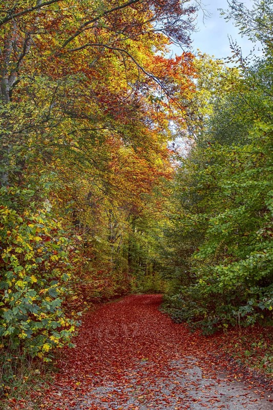 Colourful autumn forest trail with bright leaves that cover the path, Siegen 7