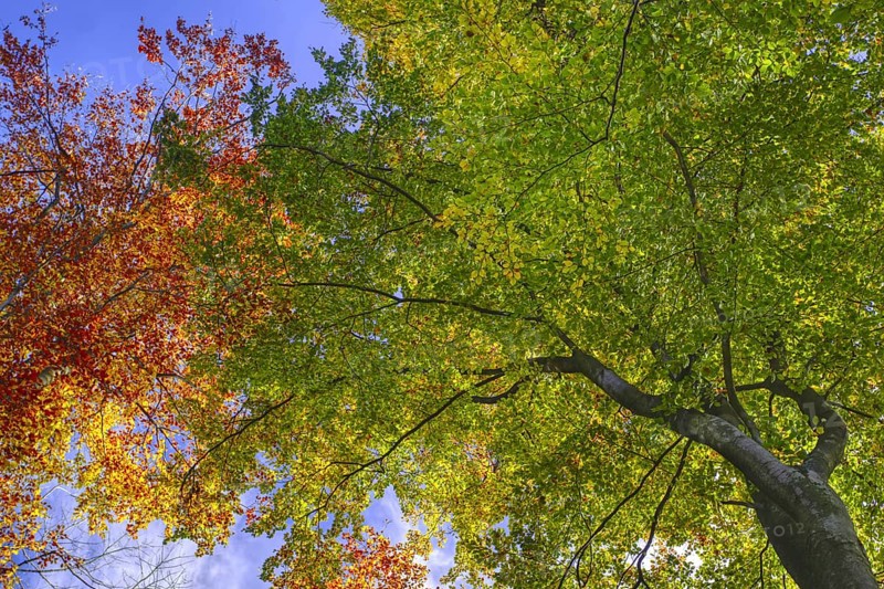 View from below of trees with colorful autumn leaves, Viersen (Süchtelner Höhen)