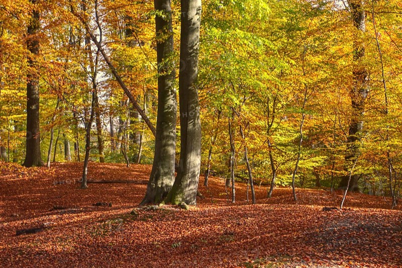 Autumn forest covered with deciduous soil and rolling hills, Viersen (Süchtelner Höhen)