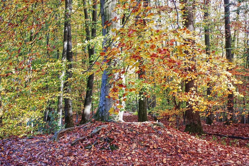 An autumnal forest with colorful leaves and trees, Viersen (Süchtelner Höhen)
