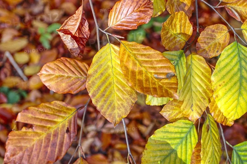 Close-up of bright yellow and orange autumn leaves in nature, Viersen (Süchtelner Höhen)
