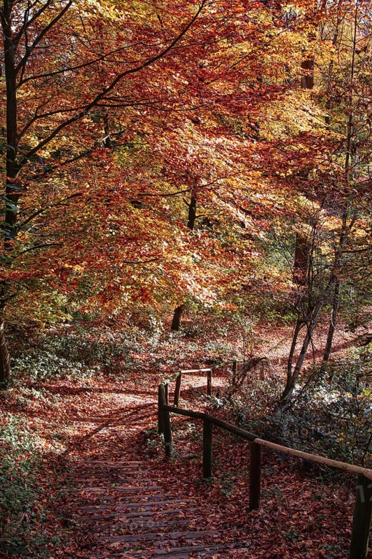 Forest trail with steps and intense autumn colors, Viersen (Süchtelner Höhen)