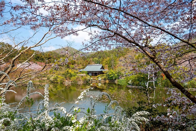 Kyoyochi pond in the Japanese garden, blooming cherry trees, Ryoan-ji, Zen Buddhist temple complex, in spring, Kyoto, Japan