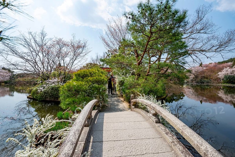 Bridge over Kyoyochi Pond in Japanese Garden, blooming cherry trees, Ryoan-ji, Zen Buddhist temple complex, in spring, Kyoto, Japan