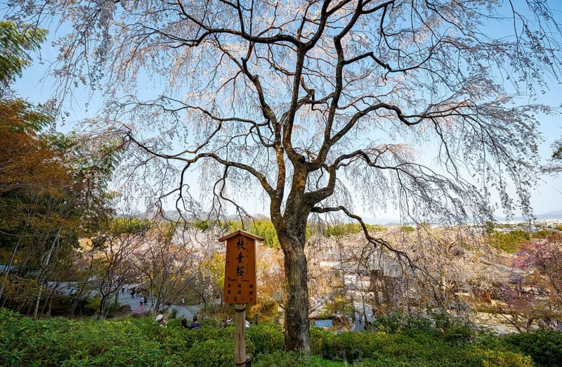 Blooming cherry trees Sogenchi Teien Japanese Garden, Tenryu-ji, Zen Buddhist temple complex, Sagatenryuji Susukinobabacho, Kyoto, Japan