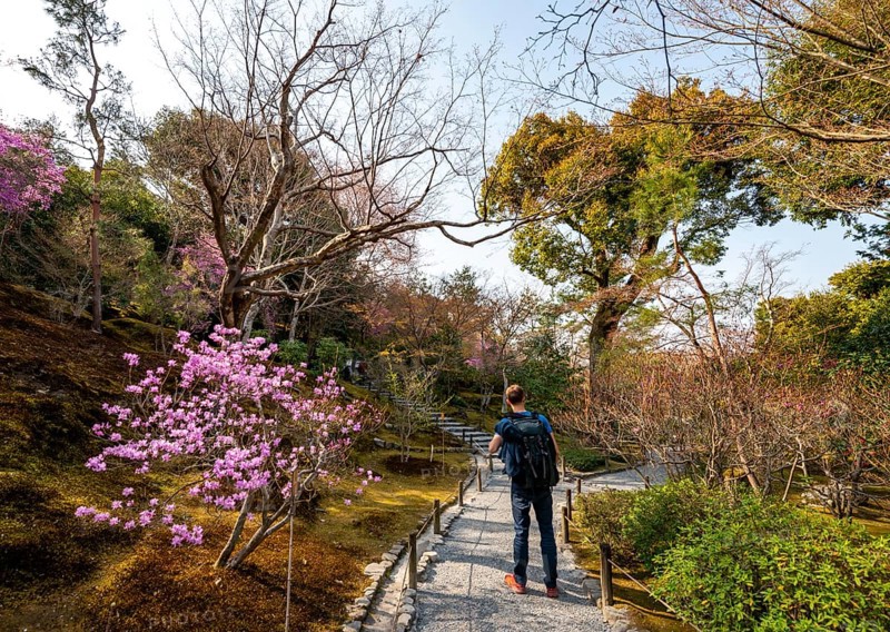Tourist walking among blooming bushes in Sogenchi Teien Japanese Garden, Tenryu-ji, Zen Buddhist Temple Complex, Sagatenryuji Susukinobabacho, Kyoto, Japan