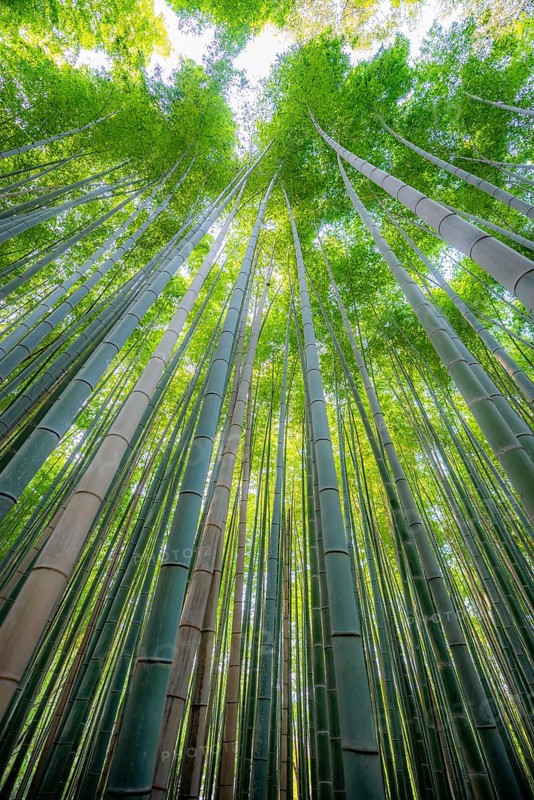 Towering bamboo stems in Arashiyama bamboo forest, Kyoto, Japan