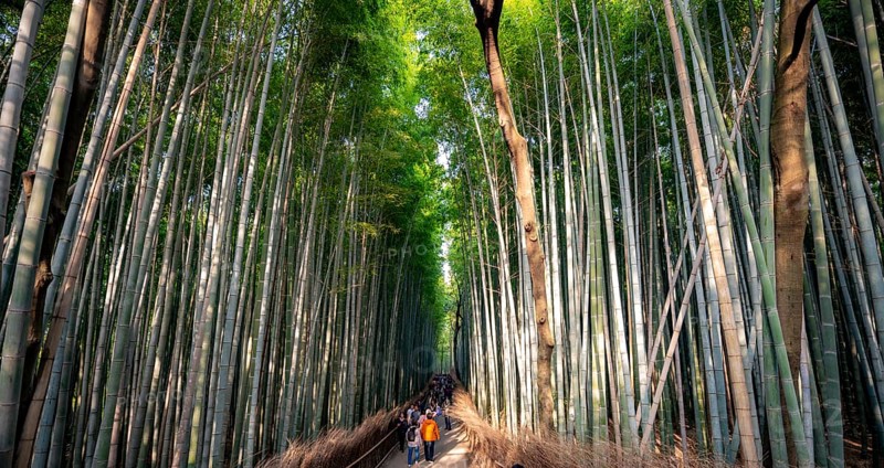 Visitors on their way through bamboo forest, towering bamboo trunks in Arashiyama bamboo forest, Kyoto, Japan