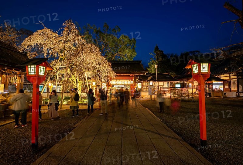 Illuminated Hirano shrine with cherry blossoms at night, blue hour, Hanami, Kyoto, Japan