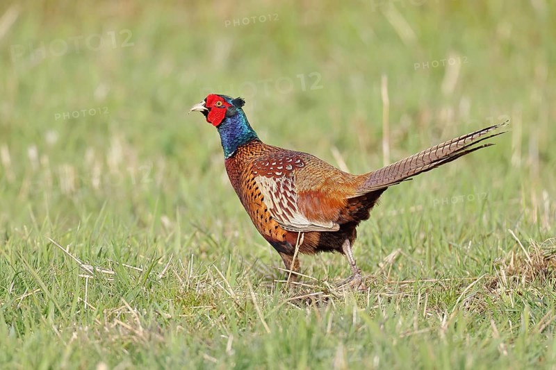 Pheasant, hunting pheasant (Phasianus colchicus), adult male bird in a meadow, wildlife, lembruch, ox moor, Dümmer nature park Park, Lower Saxony, Germany