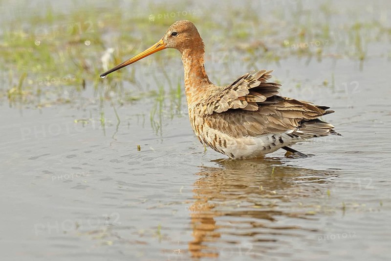 Greenpike (Limosa limosa) runs in shallow water in a moor, snipe birds, wildlife, nature photography, ox bog, Dümmer See, Hüde, Lower Saxony, Germany