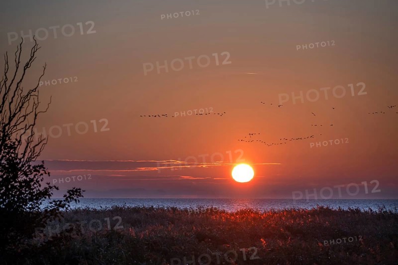 Sunrise on the lagoon, flying cranes above (Grus grus), Ahrenshoop, Darß, Mecklenburg-Western Pomerania, Germany